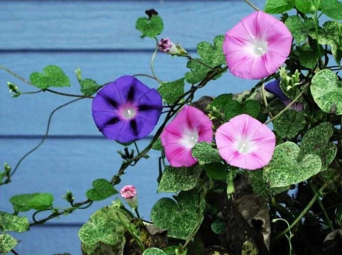 آموزش کاشت بذر نیلوفر پیچ (Ipomoea purpurea)